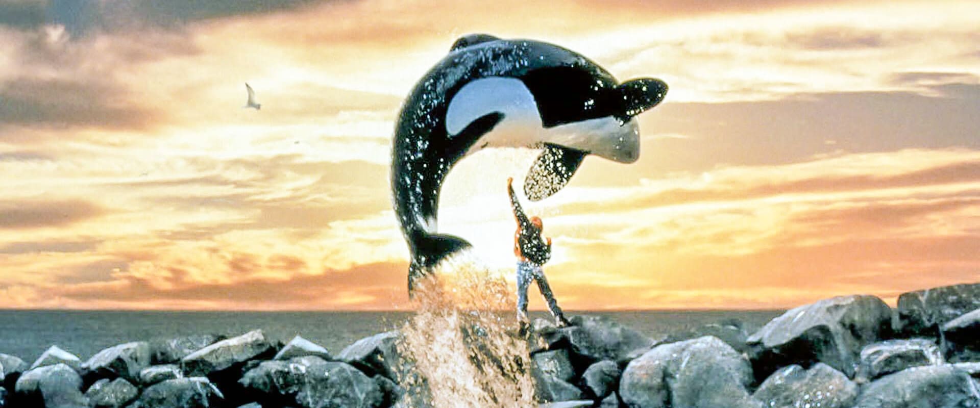 Free Willy 1993