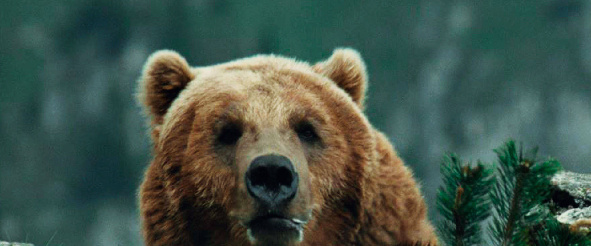 L’ours 1988