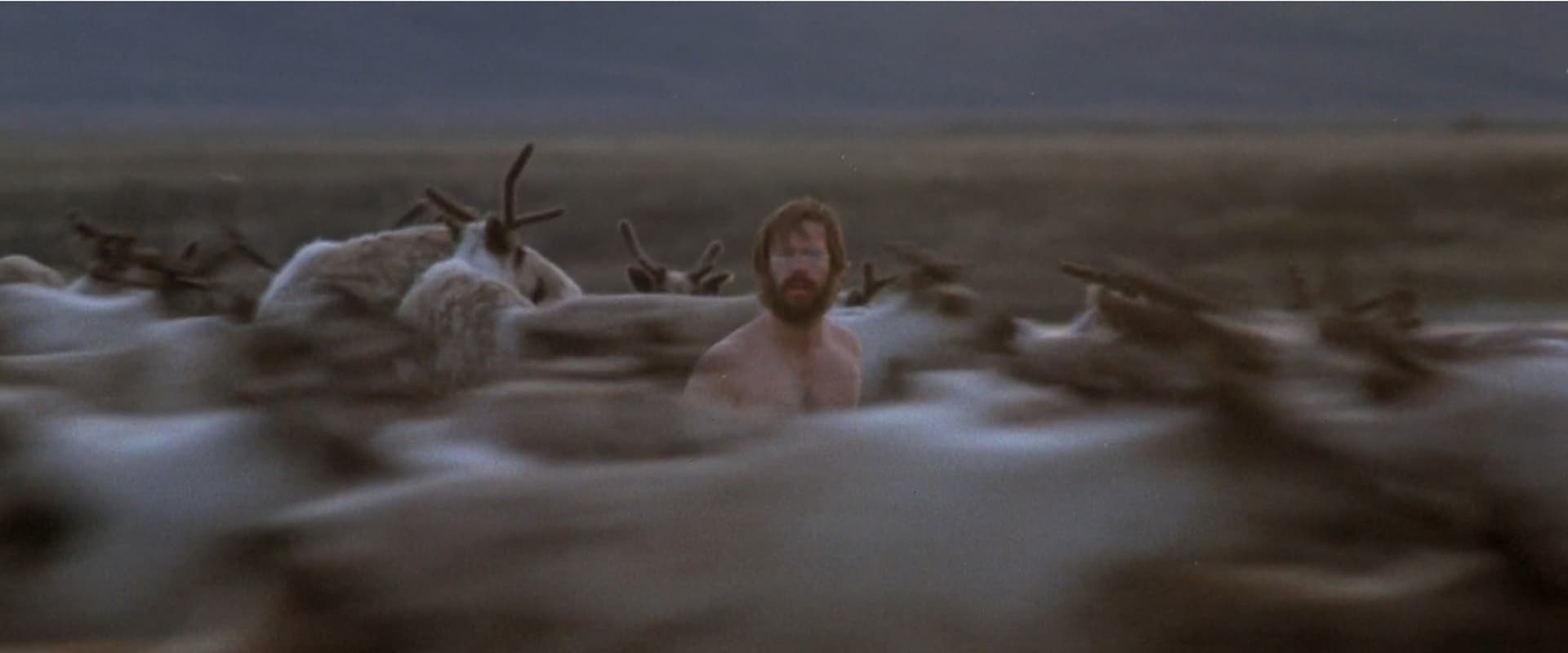 Never Cry Wolf 1983