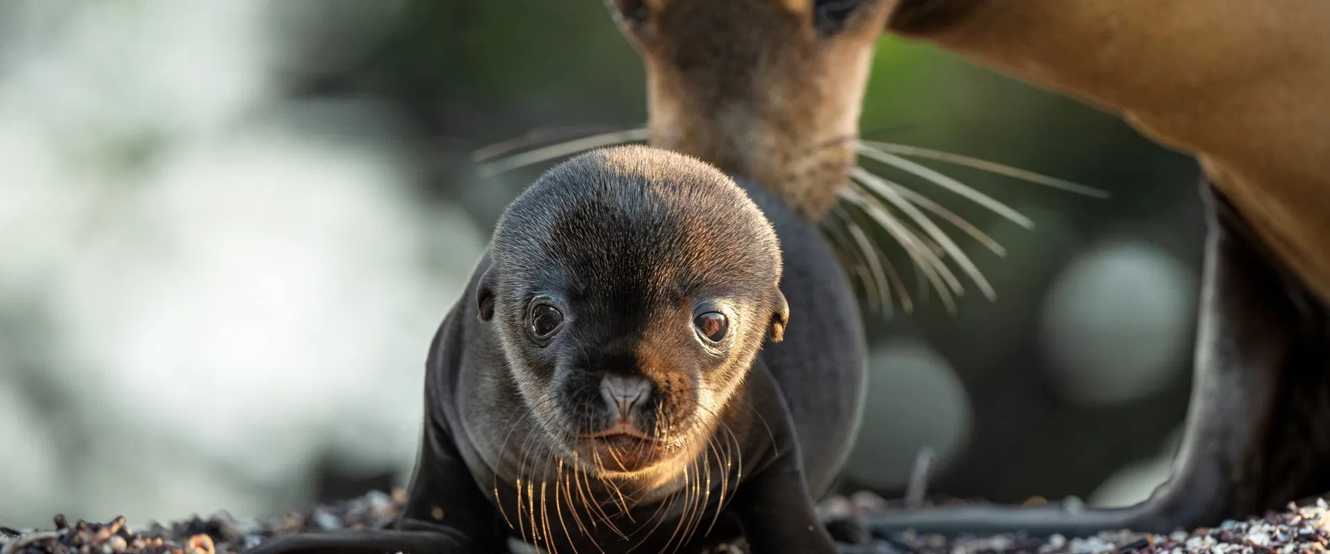 Sea Lions of the Galapagos 2025