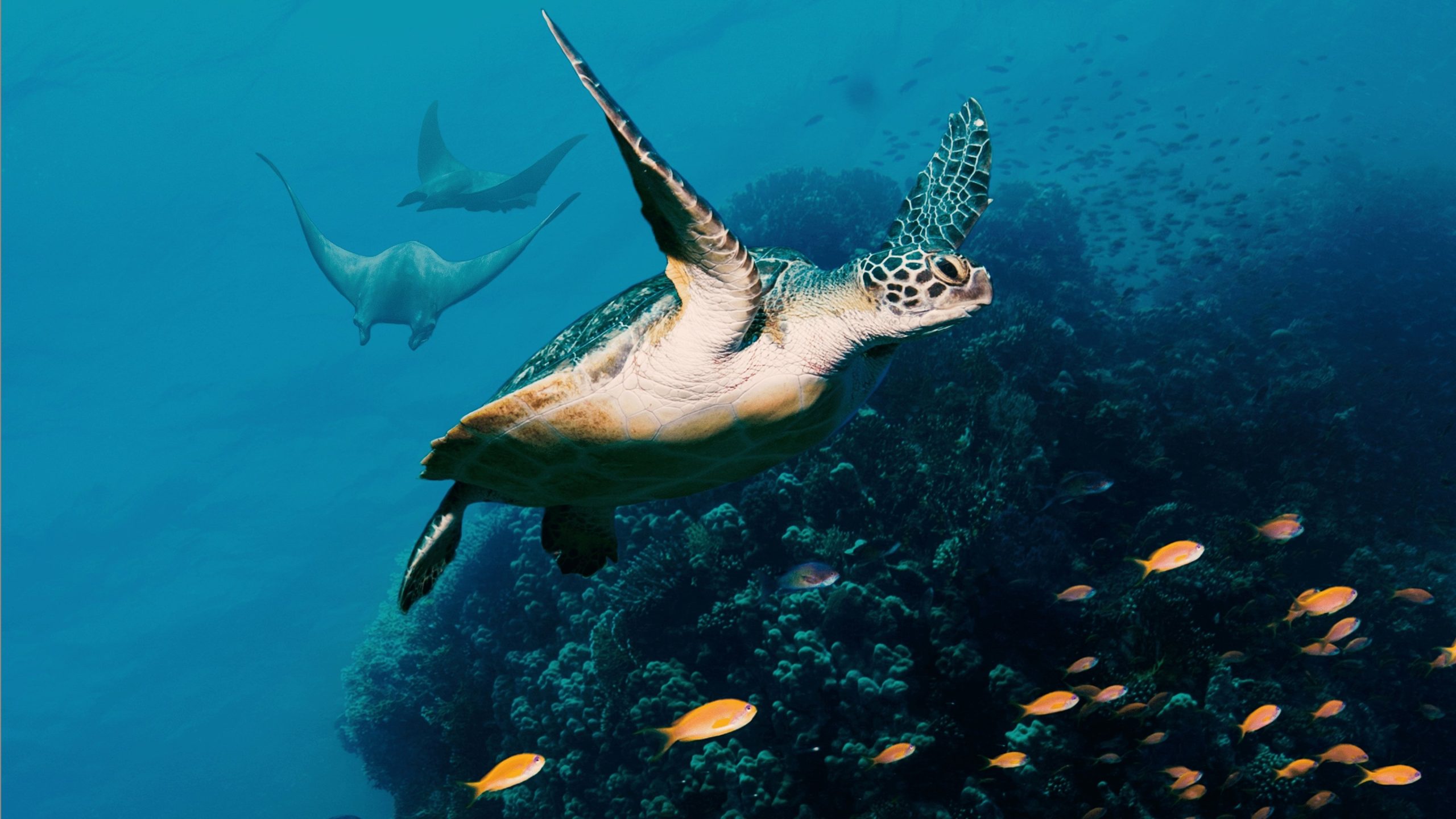 Ocean with David Attenborough