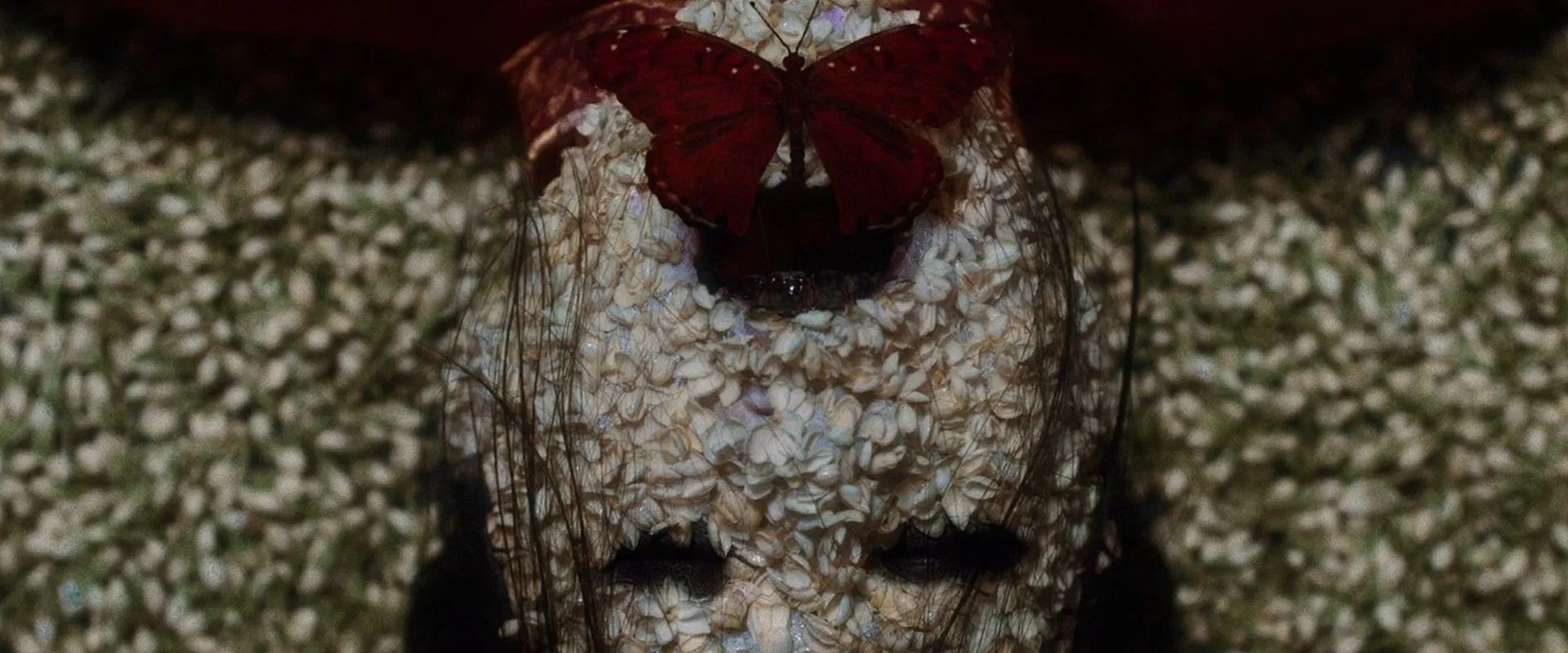 The Butterfly House